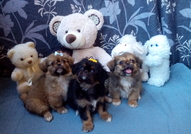 2 мъжки и 1 женско Кученца Порода Пекинез, на 2 ме...