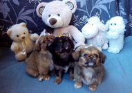 2 мъжки и 1 женско Кученца Порода Пекинез, на 2 ме...