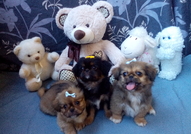 2 мъжки и 1 женско Кученца Порода Пекинез, на 2 ме...