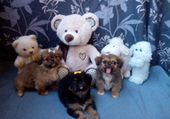 2 мъжки и 1 женско Кученца Порода Пекинез, на 2 ме...