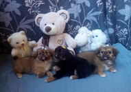 2 мъжки и 1 женско Кученца Порода Пекинез, на 2 ме...