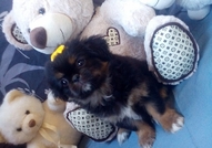 Женско Кученце Порода Пекинез, на 2 месеца. Прегле...