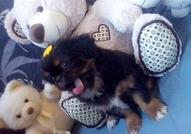 Женско Кученце Порода Пекинез, на 2 месеца. Прегле...