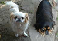 Женско Кученце Порода Пекинез, на 2 месеца. Прегле...