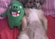 Остана Мъжко Кученце Порода Пекинез, на точно 3 м...