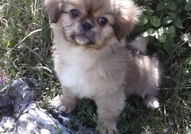 Остана Мъжко Кученце Порода Пекинез, на точно 3 м...