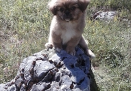 Остана Мъжко Кученце Порода Пекинез, на точно 3 м...