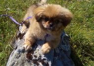 Остана Мъжко Кученце Порода Пекинез, на точно 3 м...