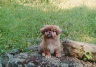 Остана Мъжко Кученце Порода Пекинез, на точно 3 м...