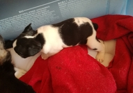 Продавам две женски френски булдочета родени на 20...