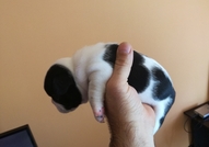 Продавам две женски френски булдочета родени на 20...