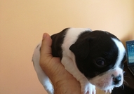 Продавам две женски френски булдочета родени на 20...