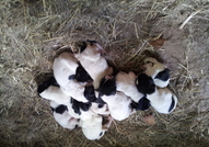 Продавам към края на месец юли кученца (мъжки и же...