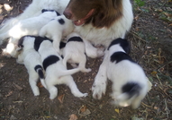 Продавам към края на месец юли кученца (мъжки и же...