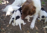 Продавам към края на месец юли кученца (мъжки и же...