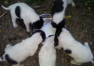 Продавам към края на месец юли кученца (мъжки и же...