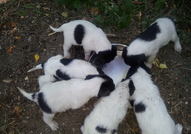 Продавам към края на месец юли кученца (мъжки и же...