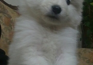 Продавам самоедчета - мъжко и женско