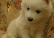 Продавам самоедчета - мъжко и женско