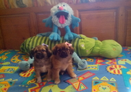 1 Мъжко и 1 Женско чистокръвни кученца Порода Пеки...