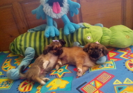 1 Мъжко и 1 Женско чистокръвни кученца Порода Пеки...