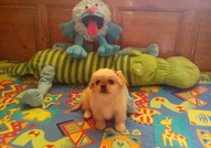 1 МЪЖКО КРЕМАВО Стандартно 250 лв. и 1 Черно-бяло ...