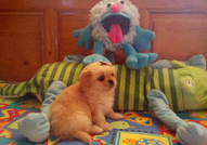 1 МЪЖКО КРЕМАВО Стандартно 250 лв. и 1 Черно-бяло ...