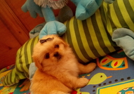 1 МЪЖКО КРЕМАВО Стандартно 250 лв. и 1 Черно-бяло ...