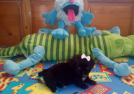 1 МЪЖКО КРЕМАВО Стандартно 250 лв. и 1 Черно-бяло ...