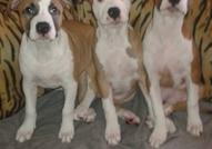 Продавам Американски Стафордшир Териер - чистокръв...