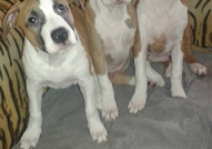 Продавам Американски Стафордшир Териер - чистокръв...