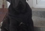 Продавам елитни неаполитански мастифи