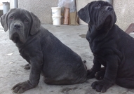 Продавам елитни неаполитански мастифи