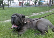 Продавам елитни неаполитански мастифи