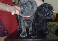 Продавам елитни неаполитански мастифи