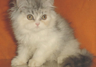 ПЕРСИЙСКИ КОТЕНЦА НА ПРИЛИЧНА ЦЕНА