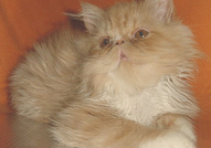 ПЕРСИЙСКИ КОТЕНЦА НА ПРИЛИЧНА ЦЕНА