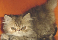 МАЛКИ ПЕРСИЙСКИ КОТЕНЦА