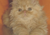 МАЛКИ ПЕРСИЙСКИ КОТЕНЦА