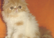 МАЛКИ ПЕРСИЙСКИ КОТЕНЦА