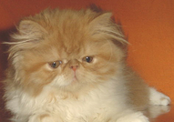 МАЛКИ ПЕРСИЙСКИ КОТЕНЦА