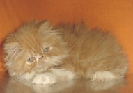 ПЕРСИЙСКИ КОТЕНЦА - ХУБАВИ, ЕВТИНИ И ГОЛЯМ ИЗБОР