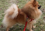 Малко бижу ПОМЕРАН - уникат!