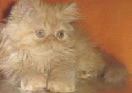 ПЕРСИЙСКИ КОТЕНЦА - ХУБАВИ, ЕВТИНИ И ГОЛЯМ ИЗБОР