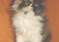 ПЕРСИЙСКИ КОТЕНЦА - ХУБАВИ, ЕВТИНИ И ГОЛЯМ ИЗБОР