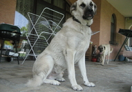 Продават се чистокръвни кученца порода Турски Кангал