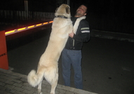 Продават се чистокръвни кученца порода Турски Кангал