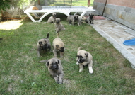 Продават се чистокръвни кученца порода Турски Кангал