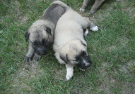 Продават се чистокръвни кученца порода Турски Кангал