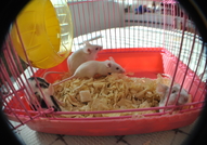 Подарявам малки мишлета на отговорни стопани!